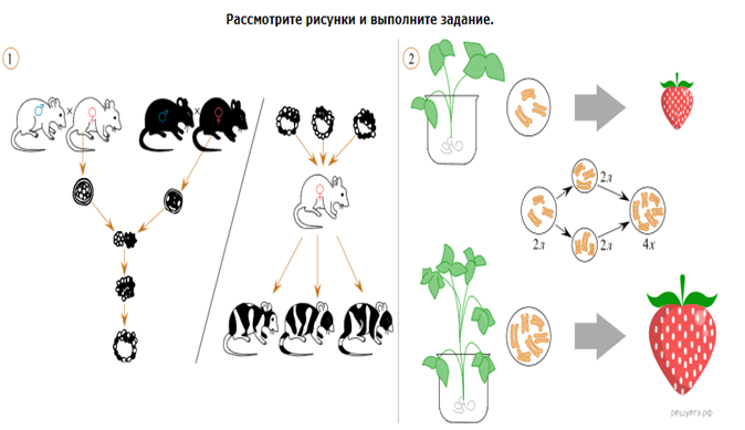 Изображение выглядит как фрукт, графическая вставка, иллюстрация, дизайн

Автоматически созданное описание