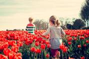 Интересные загадки про тюльпан для детей 