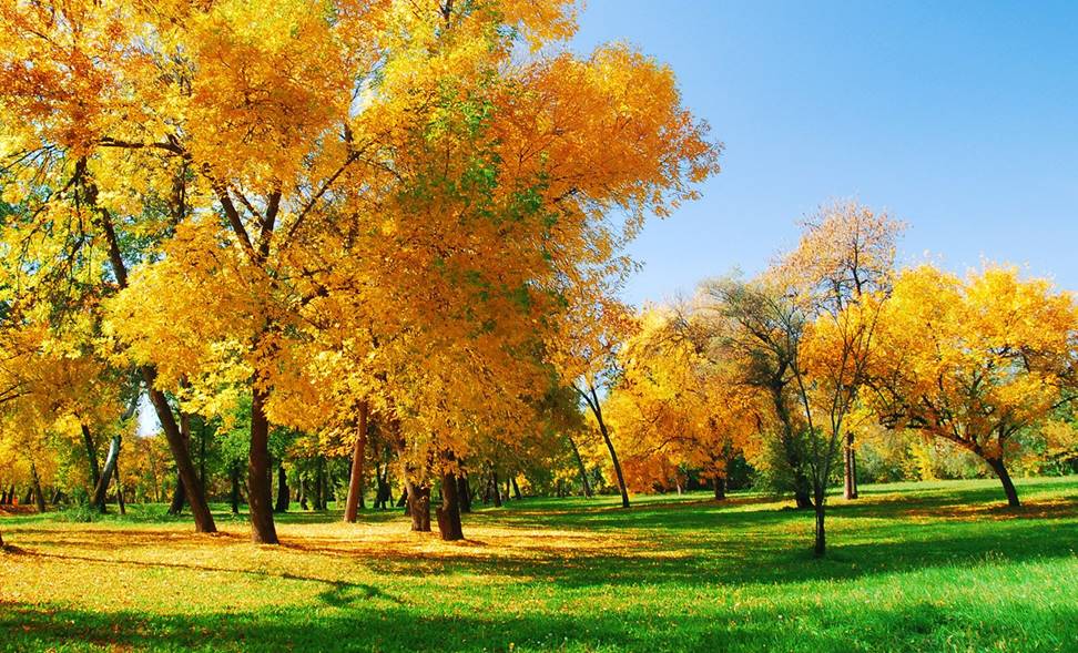 http://www.modernhdwallpaper.com/images/2014/3/20/Beautiful%20woods%20Landscape.jpg