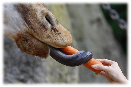 http://news.uklon.com.ua/image.axd?picture=2012%2F8%2F%D0%B6%D0%B8%D1%80%D0%B0%D1%843.jpg