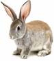 https://grimana.com/wp-content/uploads/2019/03/rabbit-awareness-week-.jpg