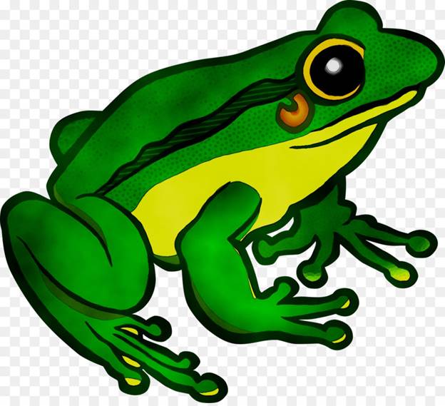 https://img2.freepng.ru/20190405/qxr/kisspng-flying-frog-image-toad-royalty-free-5ca75ea96dc928.0449292015544726174497.jpg