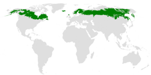 https://cdn.ruwiki.ru/commonswiki/files/thumb/5/5d/Taiga_ecoregion.png/300px-Taiga_ecoregion.png