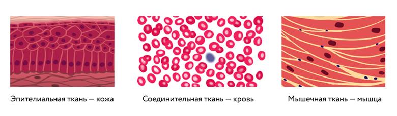 https://u.foxford.ngcdn.ru/uploads/tinymce_file/file/49025/5a109f2abbe1463a.png