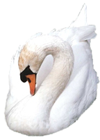 https://static.trendme.net/pictures/items/DeeDee85-Swan_Animals_full_3212_143824.png