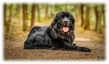 https://wiki.dog/wp-content/uploads/2016/08/newfoundland.jpg