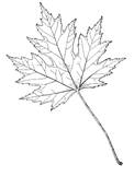 maple-leave-coloring-page