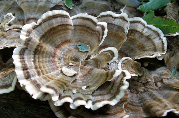 http://mycoweb.narod.ru/fungi/Submitted/ODG/ODG1_Trametes_versicolor_02_UIA_20091007.jpg