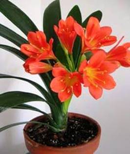 http://homeplants005.more-flowers.ru/wp-content/uploads/2015/02/komnatnye-vyushchiesya-tsvetushchie-tsvety-foto-1.jpg