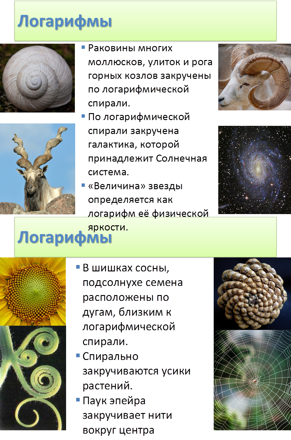 Логарифмы,§	В шишках сосны, подсолнухе семена расположены по дугам, близким к логарифмической спирали.
§	Спирально закручиваются усики растений. 
§	Паук эпейра закручивает нити вокруг центра паутины по логарифмической спирали.
,C:\Levenkovs\Оксана\КОЛЛЕДЖ\МАТЕМАТИКА\1 курс\1.Логарифмы\0d_XL.jpg,C:\Levenkovs\Оксана\КОЛЛЕДЖ\МАТЕМАТИКА\1 курс\1.Логарифмы\logharifmichieskaia-spiral_12.jpeg,C:\Levenkovs\Оксана\КОЛЛЕДЖ\МАТЕМАТИКА\1 курс\1.Логарифмы\img51.jpg,C:\Levenkovs\Оксана\КОЛЛЕДЖ\МАТЕМАТИКА\1 курс\1.Логарифмы\Spiderweb.jpg,C:\Levenkovs\Оксана\КОЛЛЕДЖ\МАТЕМАТИКА\1 курс\1.Логарифмы\430171130.jpg,Логарифмы,§	Раковины многих моллюсков, улиток и рога горных козлов закручены по логарифмической спирали.
§	По логарифмической спирали закручена галактика, которой принадлежит Солнечная система.
§	«Величина» звезды определяется как логарифм её физической яркости.
,C:\Levenkovs\Оксана\КОЛЛЕДЖ\МАТЕМАТИКА\1 курс\1.Логарифмы\spiral-snail-shell-4752x3168_77717.jpg