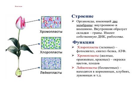 https://s1.slide-share.ru/s_slide/74518fc0a5adad8aee9321bdba4e48fd/460c72ed-92c3-43ff-b61e-d93c4de107ed.jpeg