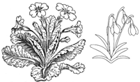 Раскраска Snowdrop Flower  - Кликните чтобы открыть версию для печати,Раскраска Primula Vulgaris or Common Primrose - Кликните чтобы открыть версию для печати