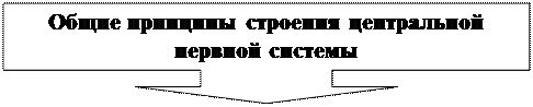 Выноска со стрелкой вниз: Общие принципы строения центральной нервной системы