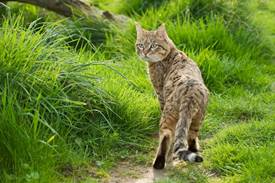 Asian-Wildcat-MAWC0019