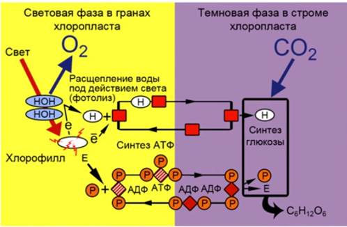 https://static-interneturok.cdnvideo.ru/content/konspekt_image/271336/19e16ba0_60b1_0133_f4a6_12313c0dade2.jpg