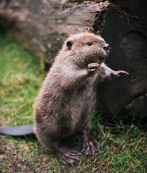 12 more adorable baby beavers that will make your week | Deciduous ...