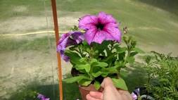 http://moj-zvetnik.ru/wp-content/uploads/2017/06/WP_20170528_001.jpg