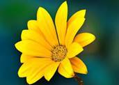 Цветок Gérbel Красивый - Бесплатное фото на Pixabay