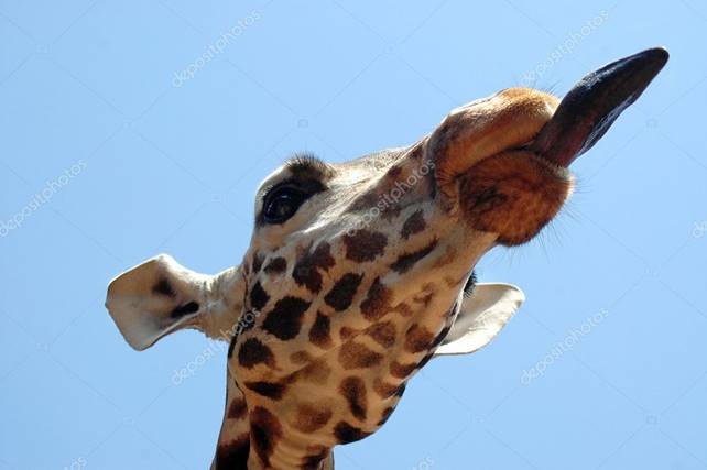 Close up of giraffe with its tongue out — Stock Photo © trevkitt #9080943