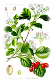 http://medprep.info/img/herb/1196_1259_1.jpg
