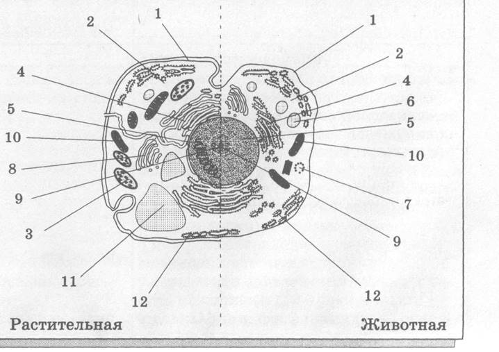 https://ds02.infourok.ru/uploads/ex/1264/0003bbe3-573f5e03/hello_html_1ba35cde.jpg