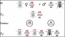 https://fsd.videouroki.net/products/conspekty/bio9/25-sceplennoe-nasledovanie-priznakov-hromosomnaya-teoriya-nasledstvennosti.files/image007.jpg