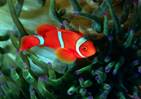 http://www.symbolsbook.ru/images/R/Fish1.jpg
