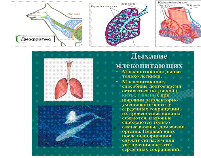Опорный конспект "Эволюция дыхательной системы"