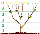 http://berg.com.ua/wp-content/fibonacci-branches.gif