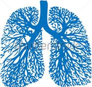 http://images.clipartlogo.com/files/ss/original/399/39913093/lung-anatomy-bronchi-human.jpg