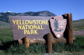 http://facepla.net/images/stories2/443/Yellowstone_wolves/Yellowstone_wolves_2.jpg