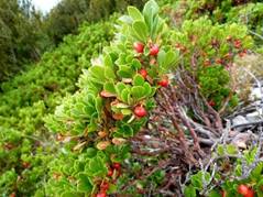 https://pics.botanichka.ru/wp-content/uploads/2015/01/Arctostaphylos-uva-ursi-4.jpg