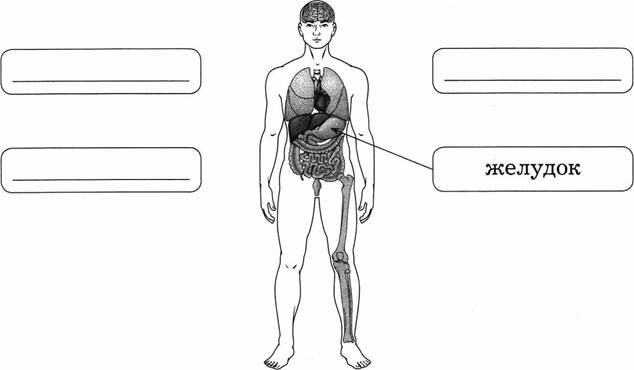Рисунок желудка и сердца человека. Внешнее строение тела человека 2 класс окружающий мир. Внешнее строение тела человека схема 4 класс. Окружающий мир 2 класс 2 часть строение тела человека.