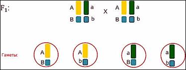 https://fsd.videouroki.net/products/conspekty/bio9/25-sceplennoe-nasledovanie-priznakov-hromosomnaya-teoriya-nasledstvennosti.files/image002.jpg