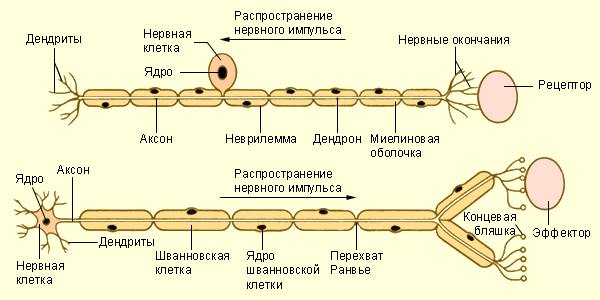 http://pochit.ru/pars_docs/refs/27/26419/26419_html_mb9af137.png