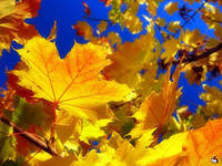 http://im0-tub-ru.yandex.net/i?id=540062977-49-72&n=21