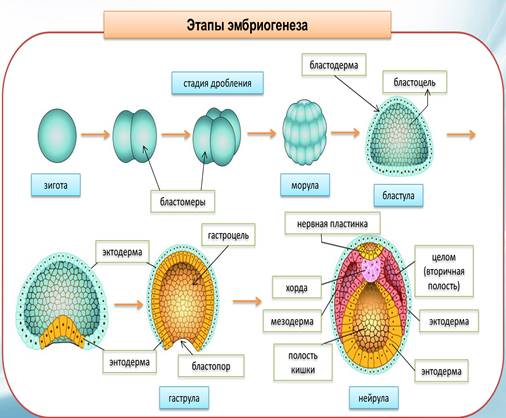 http://biologyonline.ru/images/podskaz_18.jpg