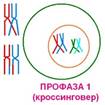 Картинки по запросу профаза мейоза