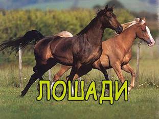ÐšÐ°Ñ€Ñ‚Ð¸Ð½ÐºÐ¸ Ð¿Ð¾ Ð·Ð°Ð¿Ñ€Ð¾ÑÑƒ Ð¼Ð»ÐµÐºÐ¾Ð¿Ð¸Ñ‚Ð°ÑŽÑ‰Ð¸Ðµ Ð´Ð¾Ð¼Ð°ÑˆÐ½Ð¸Ðµ Ð¶Ð¸Ð²Ð¾Ñ‚Ð½Ñ‹Ðµ