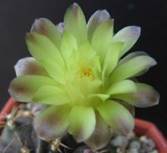 gyrnnocalycium michanovichil