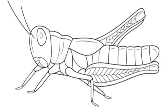 Раскраска Grasshopper - Кликните чтобы открыть версию для печати