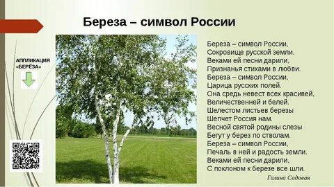Береза - символ России, Сокровище русской земли. 