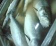 http://www.n-line.ru/info/fabrikak/Fish/defrost.jpg