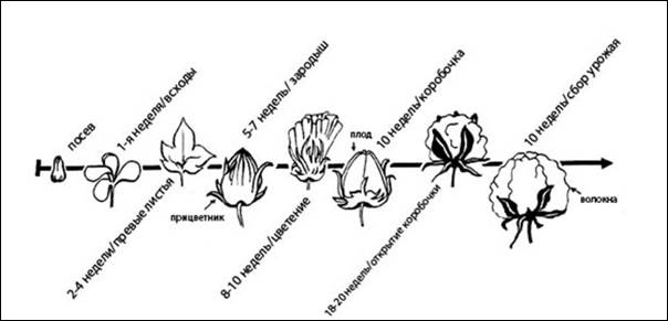 Стадии созревания хлопка