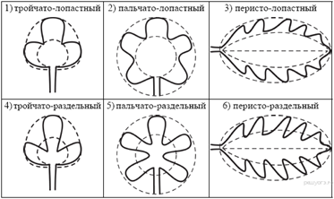 https://bio-oge.sdamgia.ru/get_file?id=199