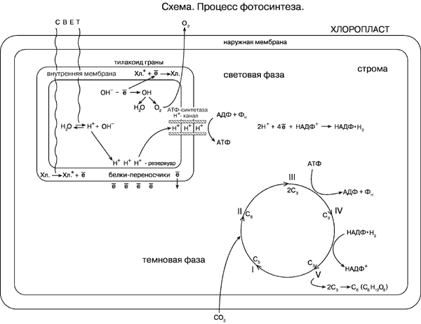 https://fsd.kopilkaurokov.ru/uploads/user_file_540db8bb70f52/konspiekt-uroka-na-tiemu-enierghietichieskoie-obiespiechieniie-klietki-fotosintiez_1.png