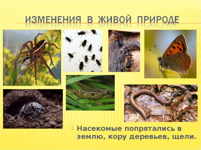 ÐÐ°ÑÐµÐºÐ¾Ð¼Ñ‹Ðµ Ð¿Ð¾Ð¿Ñ€ÑÑ‚Ð°Ð»Ð¸ÑÑŒ Ð² Ð·ÐµÐ¼Ð»ÑŽ, ÐºÐ¾Ñ€Ñƒ Ð´ÐµÑ€ÐµÐ²ÑŒÐµÐ², Ñ‰ÐµÐ»Ð¸. 