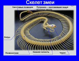 http://5klass.net/datas/biologija/Otrjad-cheshujchatye/0013-013-Skelet-zmei.jpg
