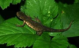 https://ecoportal.info/wp-content/uploads/2019/07/triton-obyknovenniy-foto3-544x336.jpg