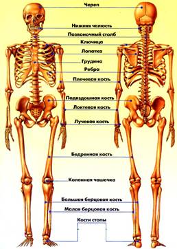 http://health-lifes.ru/wp-content/uploads/2012/04/%D0%90%D0%BD%D0%B0%D1%82%D0%BE%D0%BC%D0%B8%D1%8F-%D1%81%D0%BA%D0%B5%D0%BB%D0%B5%D1%82%D0%B0.jpg